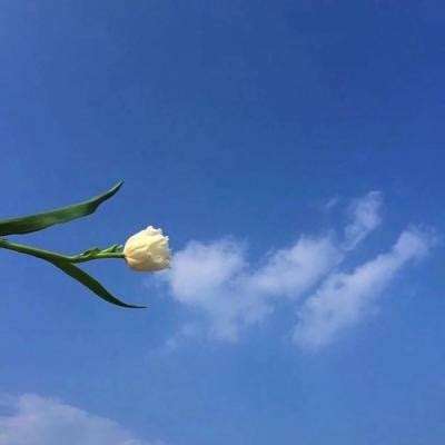梦幻西游游戏fan手机客户端下载